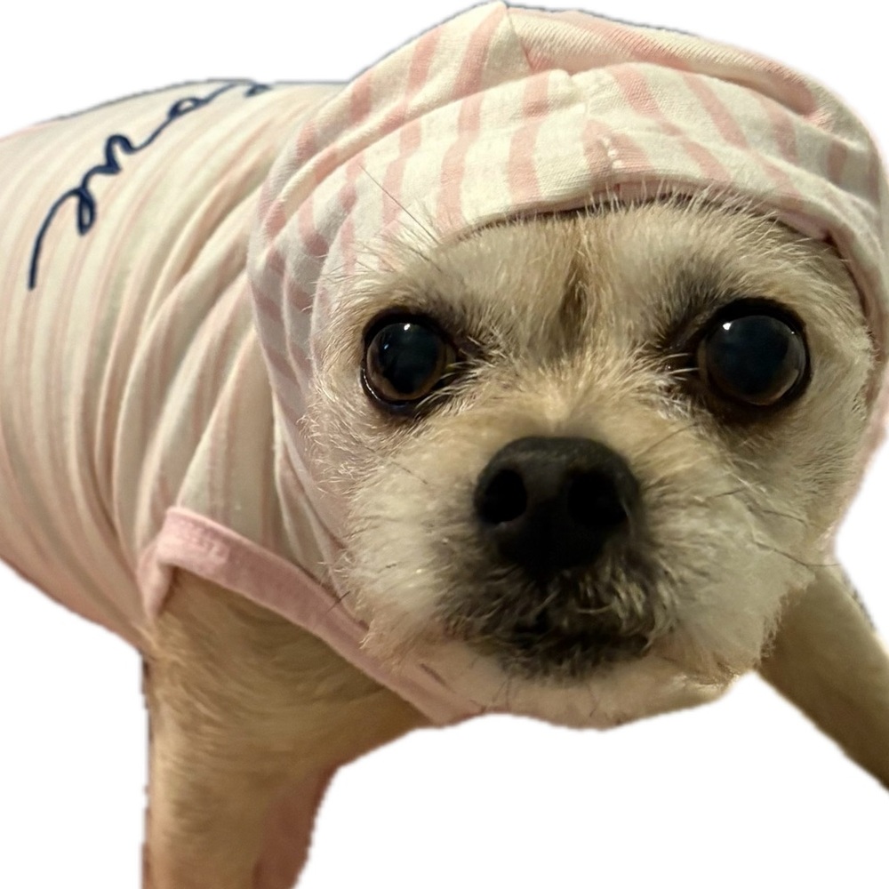 Ellen DeGeneres "Love" Pink & White Striped Hoodie Dog Outfit - Picture 9 of 9